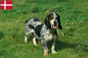 Read more about the article Basset bleu de Gascogne crescători și căței în Danemarca