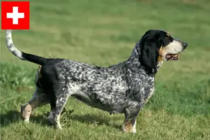 Read more about the article Basset bleu de Gascogne crescători și căței în Elveția