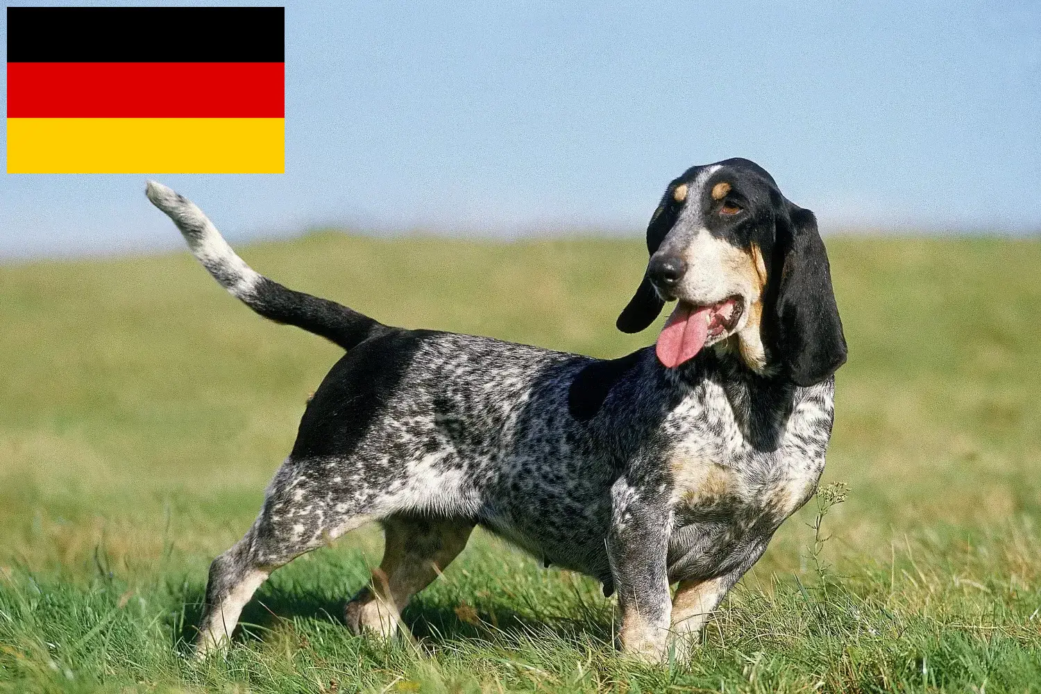 Read more about the article Basset bleu de Gascogne crescători și căței în Germania