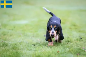 Read more about the article Basset bleu de Gascogne crescători și căței în Suedia