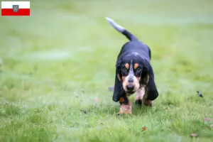 Read more about the article Basset bleu de Gascogne crescători și căței în Thuringia