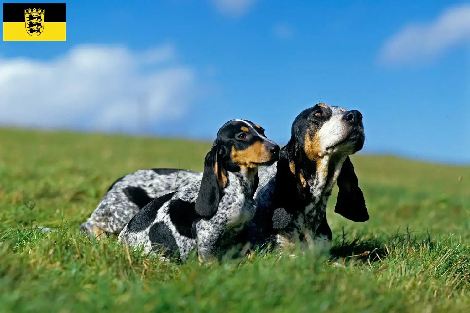 Read more about the article Basset bleu de Gascogne crescători și căței în Baden-Württemberg