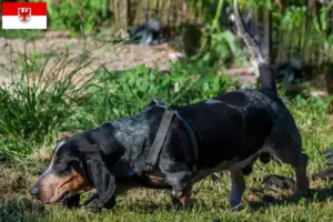 Read more about the article Basset bleu de Gascogne crescători și căței în Brandenburg