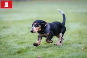 Read more about the article Basset bleu de Gascogne crescători și căței în Hamburg