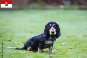 Read more about the article Basset bleu de Gascogne crescători și căței în Hessen