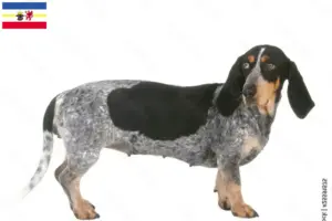 Read more about the article Basset bleu de Gascogne crescători și căței în Mecklenburg-Vorpommern