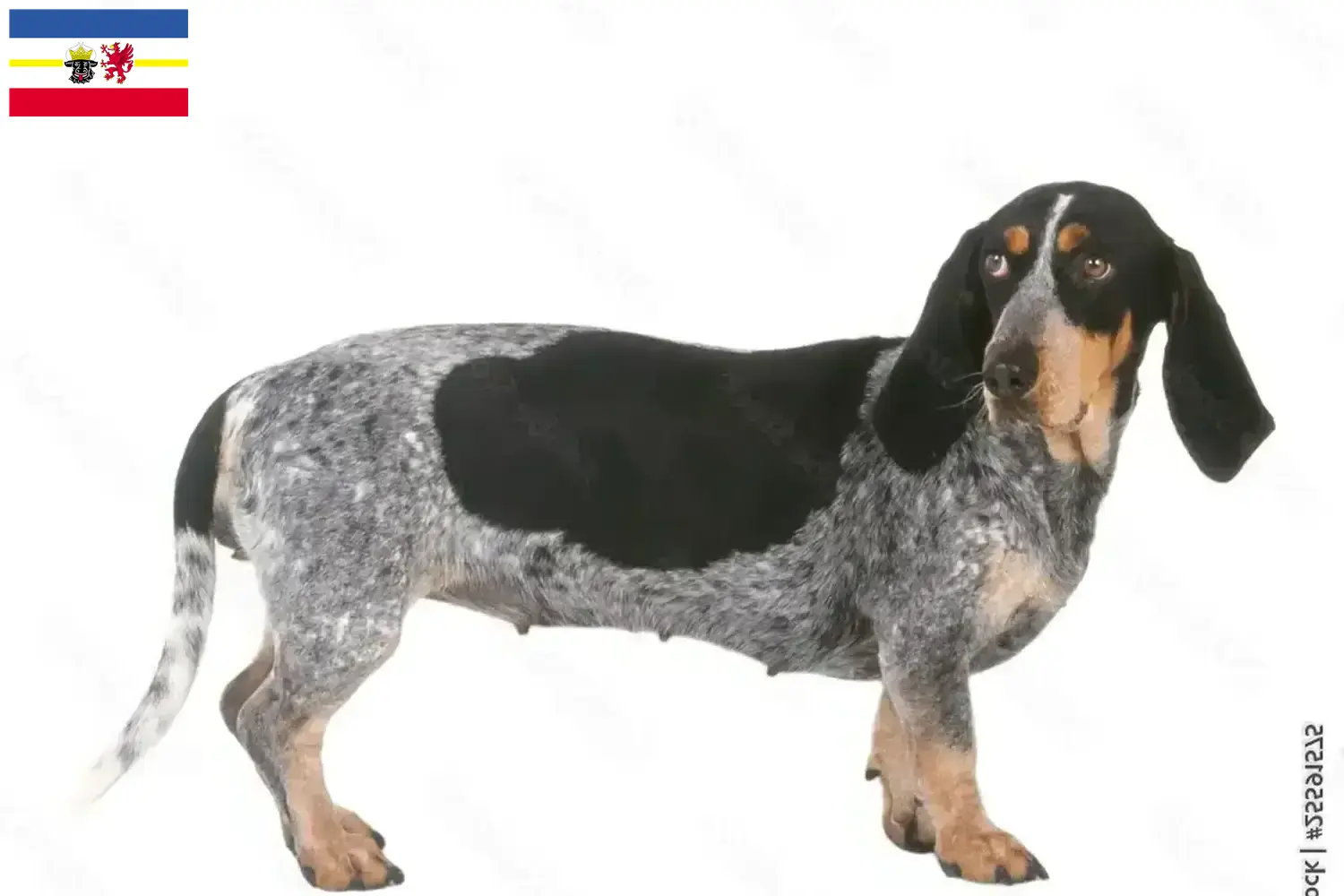Read more about the article Basset bleu de Gascogne crescători și căței în Mecklenburg-Vorpommern