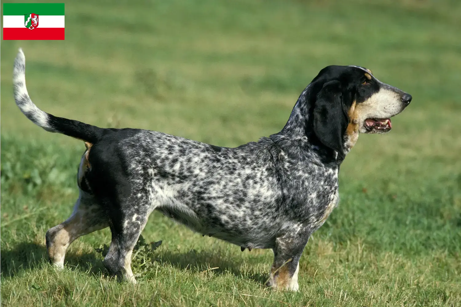 Read more about the article Basset bleu de Gascogne crescători și căței în North Rhine-Westphalia