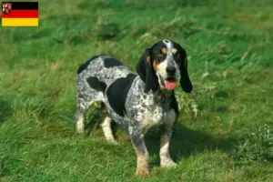 Read more about the article Basset bleu de Gascogne crescători și căței în Rhineland-Palatinate