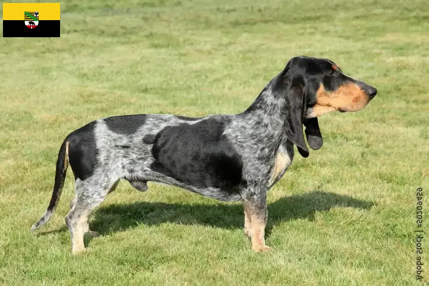 Read more about the article Basset bleu de Gascogne crescători și căței în Saxony-Anhalt
