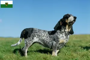 Read more about the article Basset bleu de Gascogne crescători și căței în Saxonia