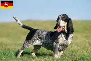 Read more about the article Basset bleu de Gascogne crescători și căței în Saxonia Inferioară