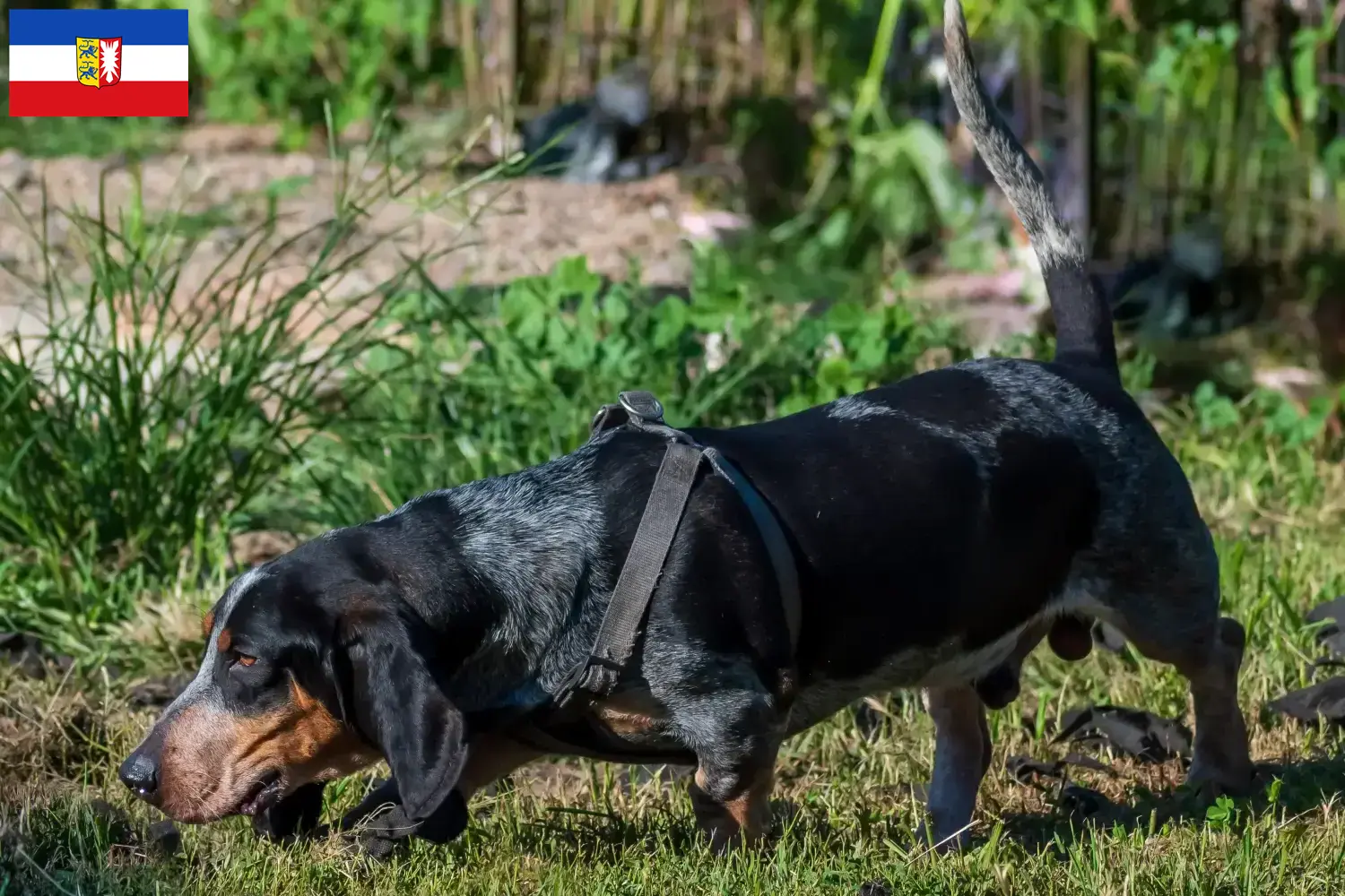 Read more about the article Basset bleu de Gascogne crescători și căței în Schleswig-Holstein