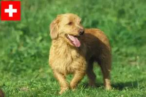Read more about the article Basset fauve de Bretagne crescători și căței în Elveția