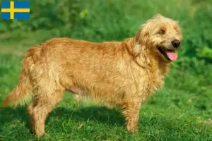 Read more about the article Basset fauve de Bretagne crescători și căței în Suedia