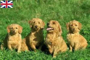 Read more about the article Basset fauve de Bretagne crescători și căței în Great Britain