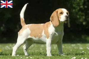Read more about the article Crescători de Beagle și căței în Marea Britanie