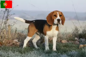 Read more about the article Crescători de Beagle și căței în Portugalia