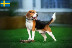 Read more about the article Crescători de Beagle și căței în Suedia