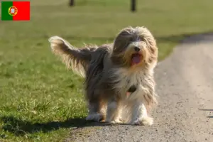 Read more about the article Bearded Collie crescători și căței în Portugalia