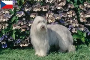 Read more about the article Crescători de Bearded Collie și căței în Republica Cehă