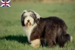 Read more about the article Bearded Collie crescători și căței în Marea Britanie