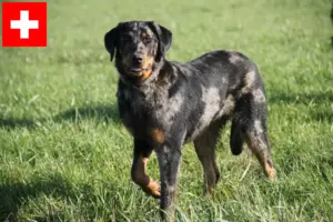 Read more about the article Crescători de Beauceron și căței în Elveția