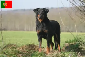 Read more about the article Beauceron crescători și căței în Portugalia