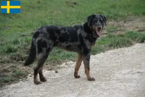Read more about the article Beauceron crescători și căței în Suedia