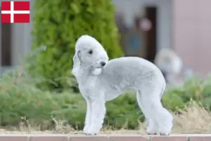 Read more about the article Bedlington Terrier crescători și căței în Danemarca