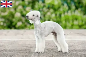 Read more about the article Bedlington Terrier crescători și căței în Marea Britanie