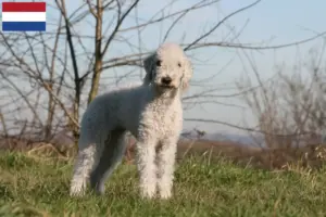 Read more about the article Bedlington Terrier crescători și căței în Țările de Jos