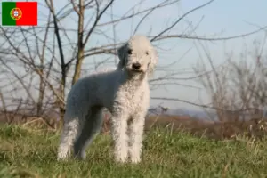 Read more about the article Bedlington Terrier crescători și căței în Portugalia
