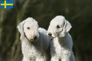 Read more about the article Bedlington Terrier crescători și căței în Suedia
