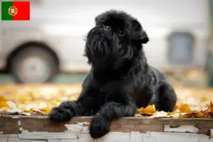 Read more about the article Belgian Dwarf Griffon crescător și căței în Portugalia