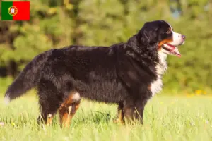 Read more about the article Crescător de câini de munte Bernese și căței în Portugalia