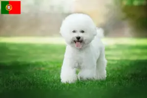 Read more about the article Bichon Frisé crescători și căței în Portugalia