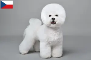 Read more about the article Bichon Frisé crescători și căței în Republica Cehă