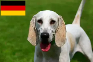Read more about the article Billy crescători și căței în Germania