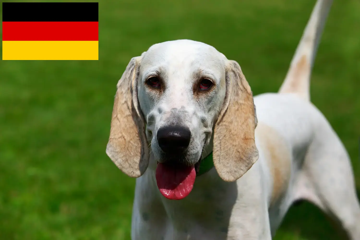 Read more about the article Billy crescători și căței în Germania