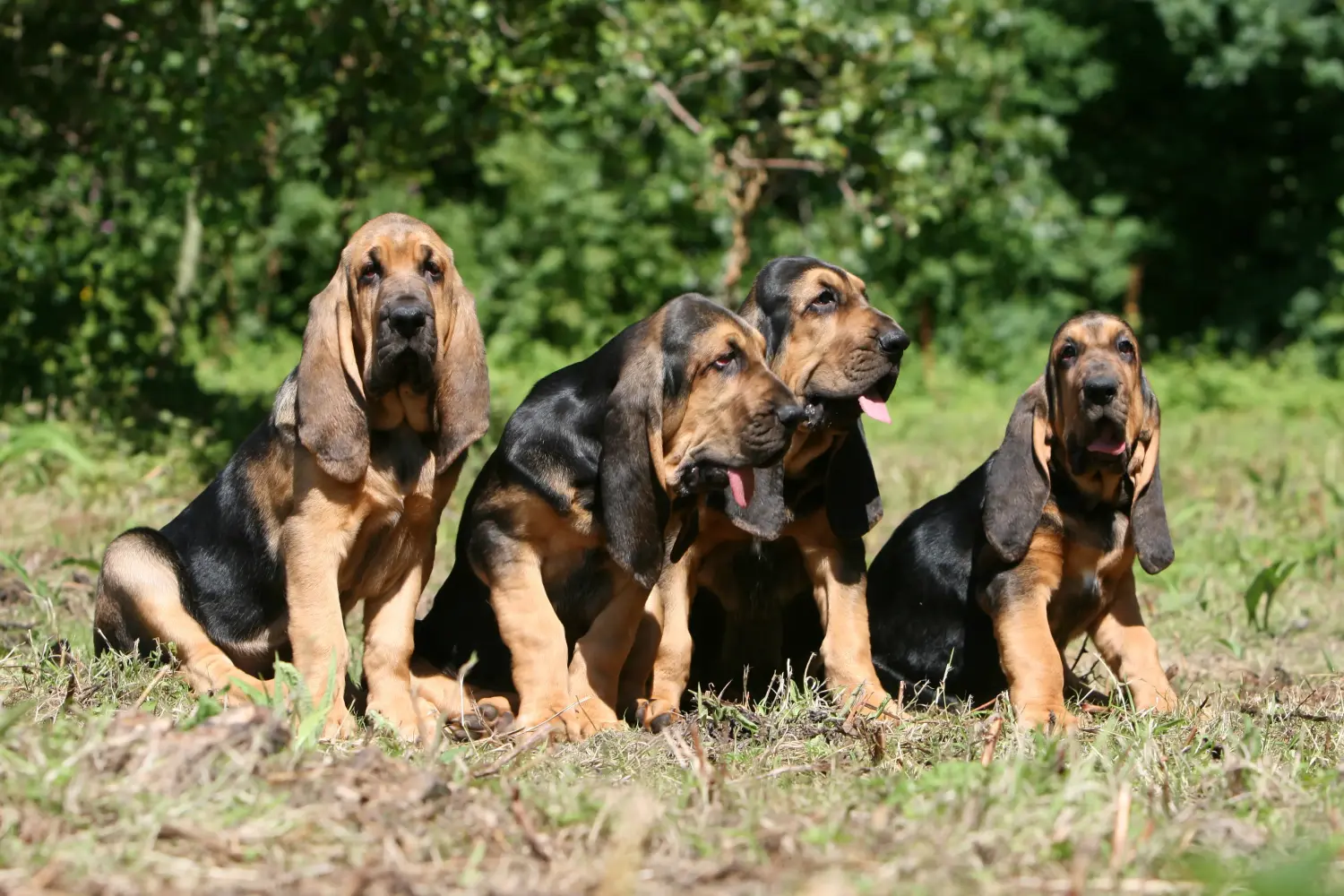 Cumpărarea unui cățel Bloodhound înseamnă asumarea responsabilității! Cumpărați cățeluși Bloodhound.