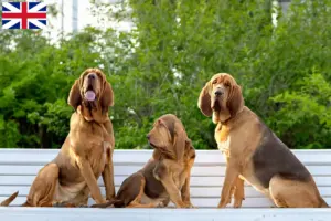 Read more about the article Crescători de câini Bloodhound și căței în Marea Britanie