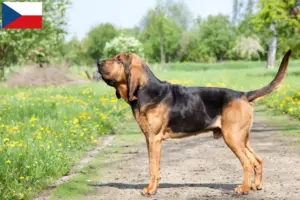 Read more about the article Crescători și căței Bloodhound în Republica Cehă