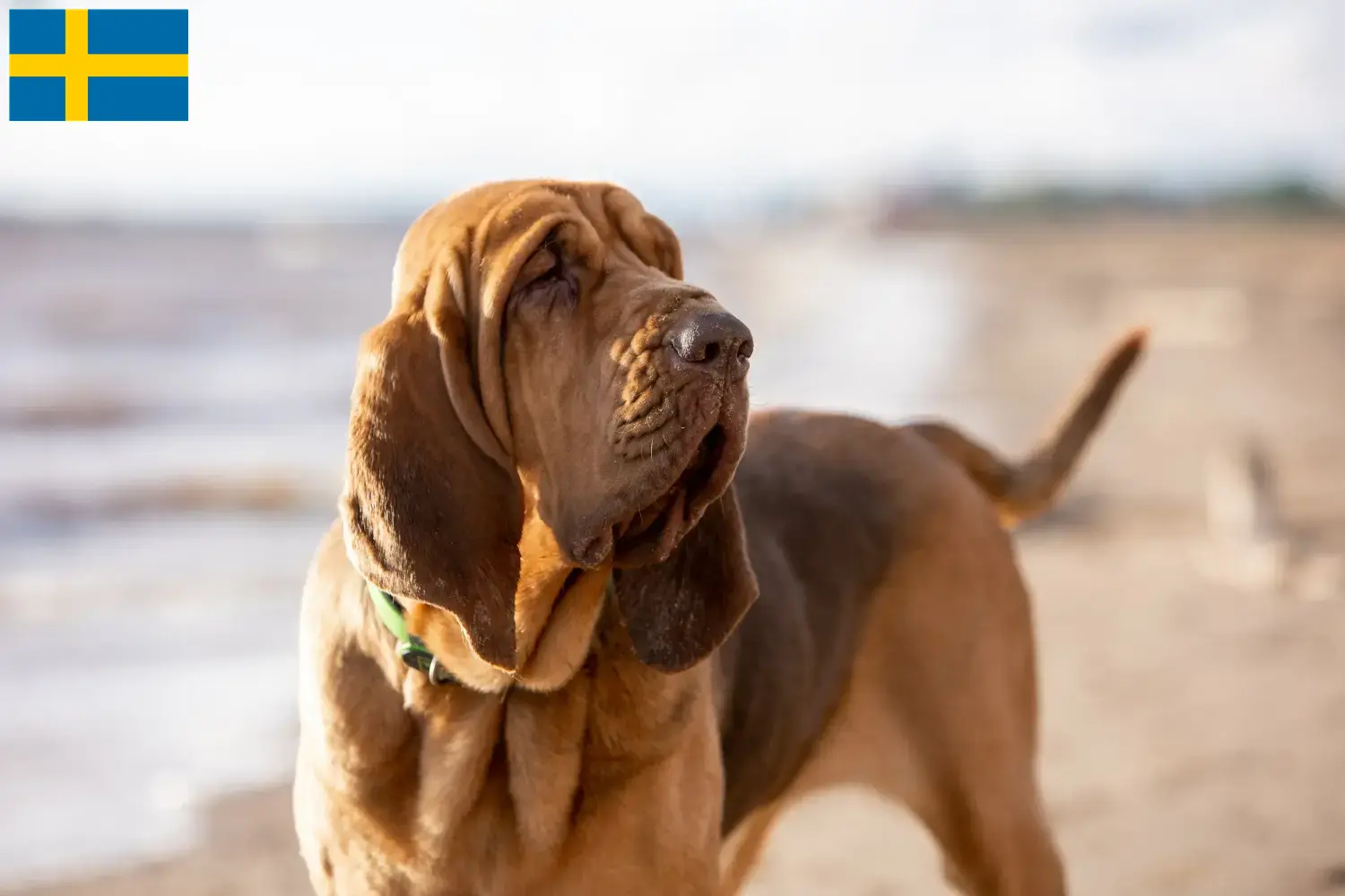Read more about the article Crescători și căței Bloodhound în Suedia