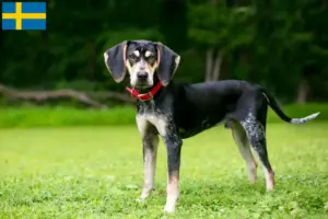 Read more about the article Bluetick Coonhound crescători și căței în Suedia