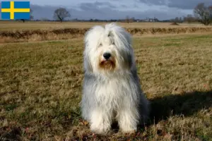 Read more about the article Crescători de Bobtail și căței în Suedia
