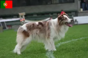 Read more about the article Crescători de Border Collie și căței în Portugalia