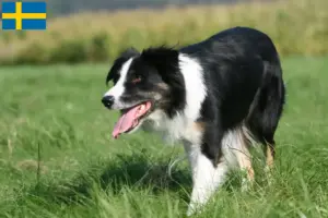 Read more about the article Crescători de Border Collie și căței în Suedia