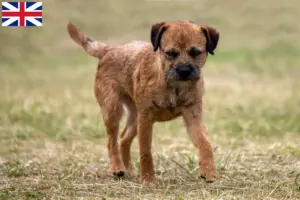 Read more about the article Crescători de Border Terrier și căței în Marea Britanie
