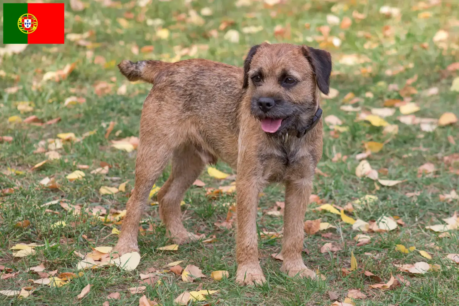 Border Terrier căței și crescători Portugalia Găsiți crescători de Border Terrier în Portugalia.